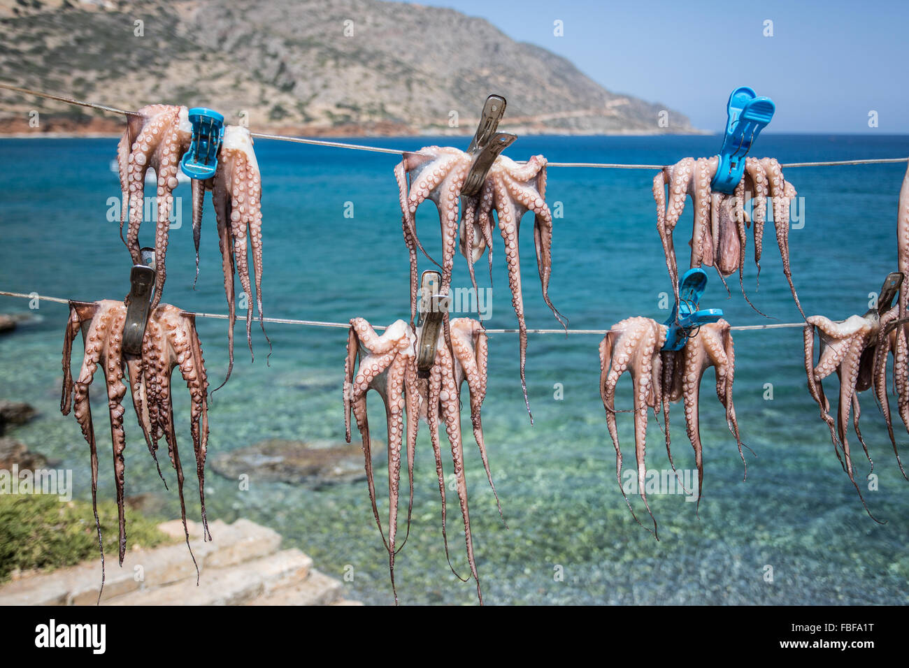 Fresh octopus in the boat port. Stock Photo