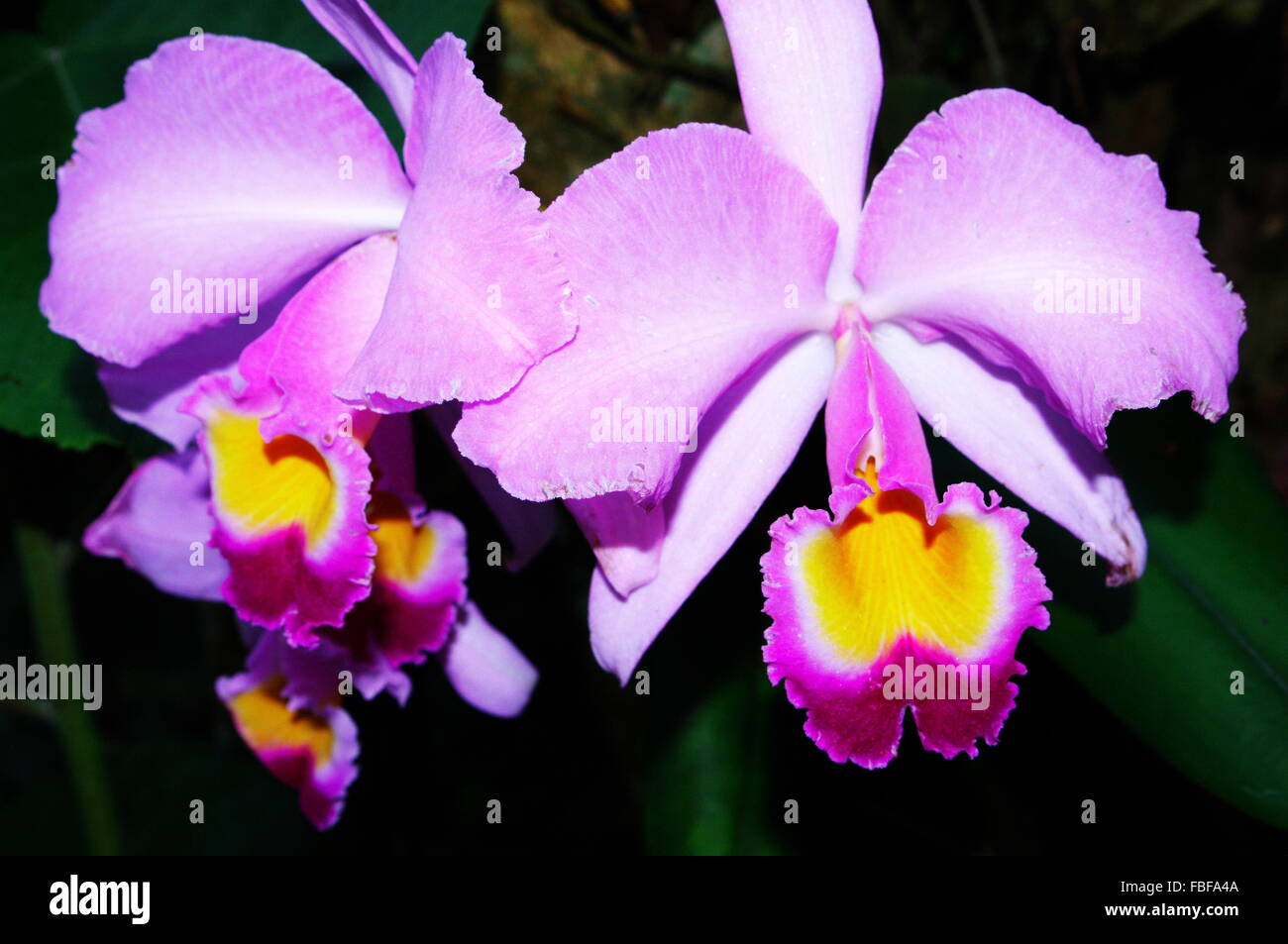 Cattelya orchid Stock Photo