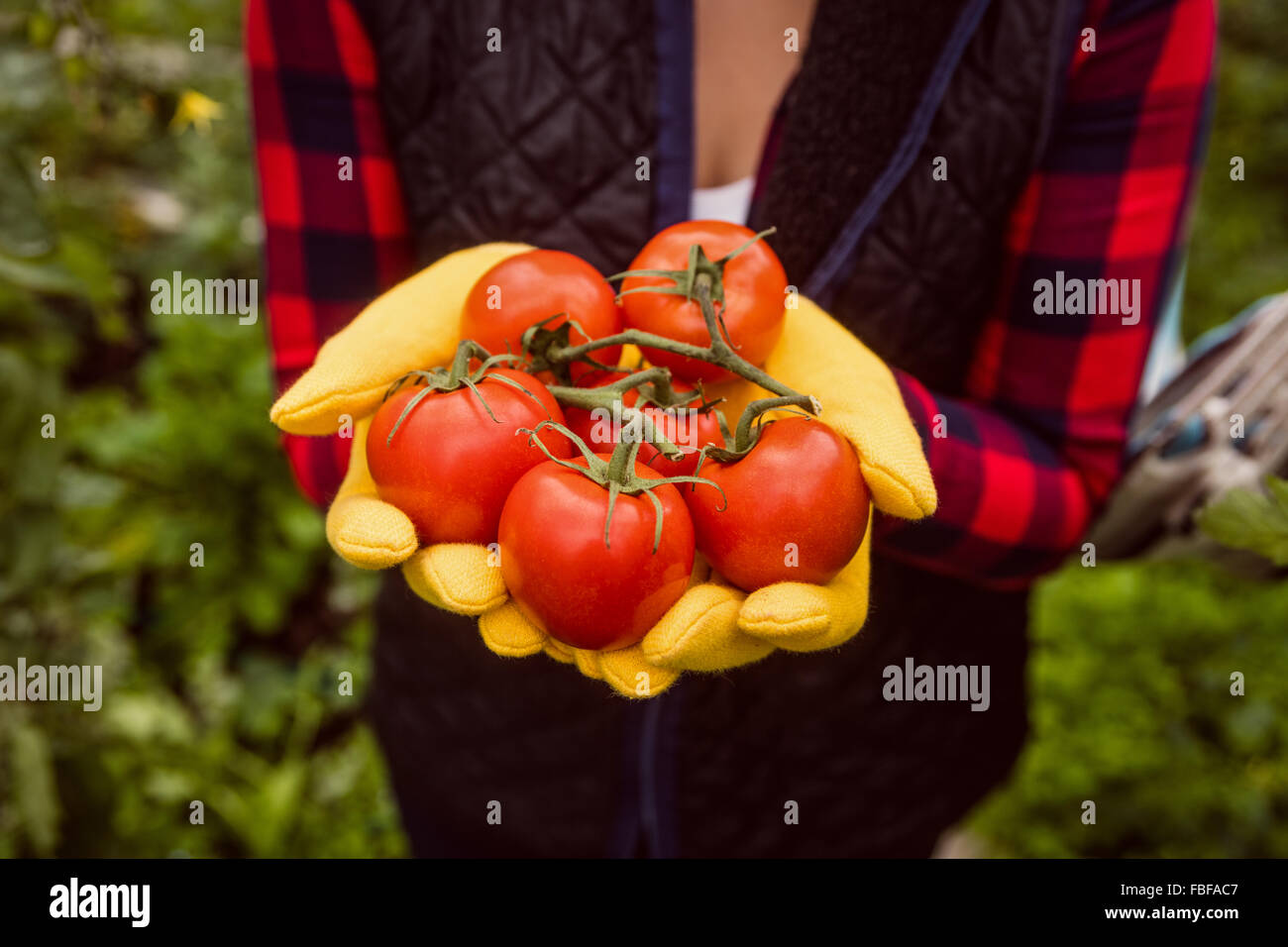 Woman with gloves holding tomato Stock Photo - Alamy