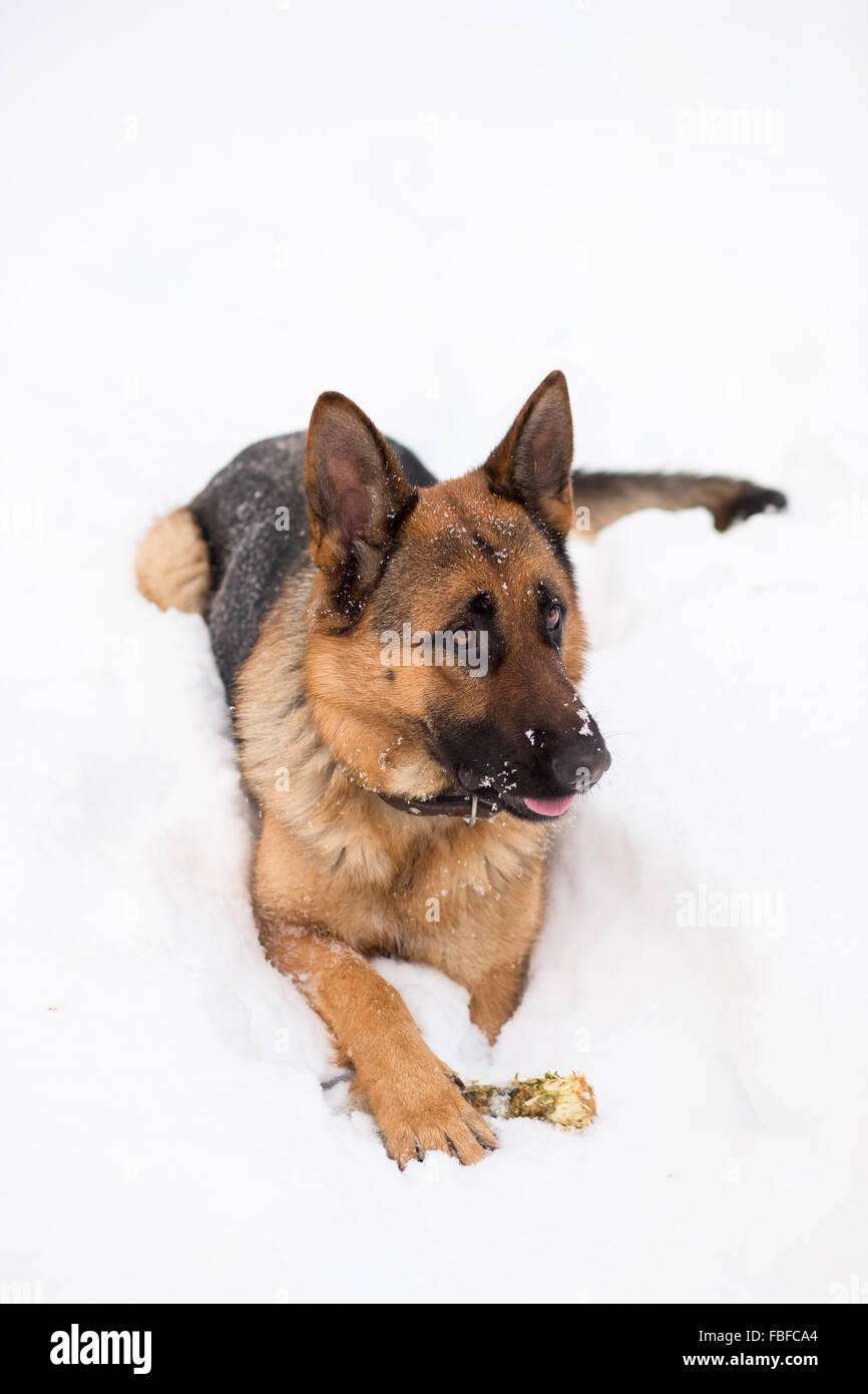 German Shepherd Guide Dog High Resolution Stock Photography And Images Alamy