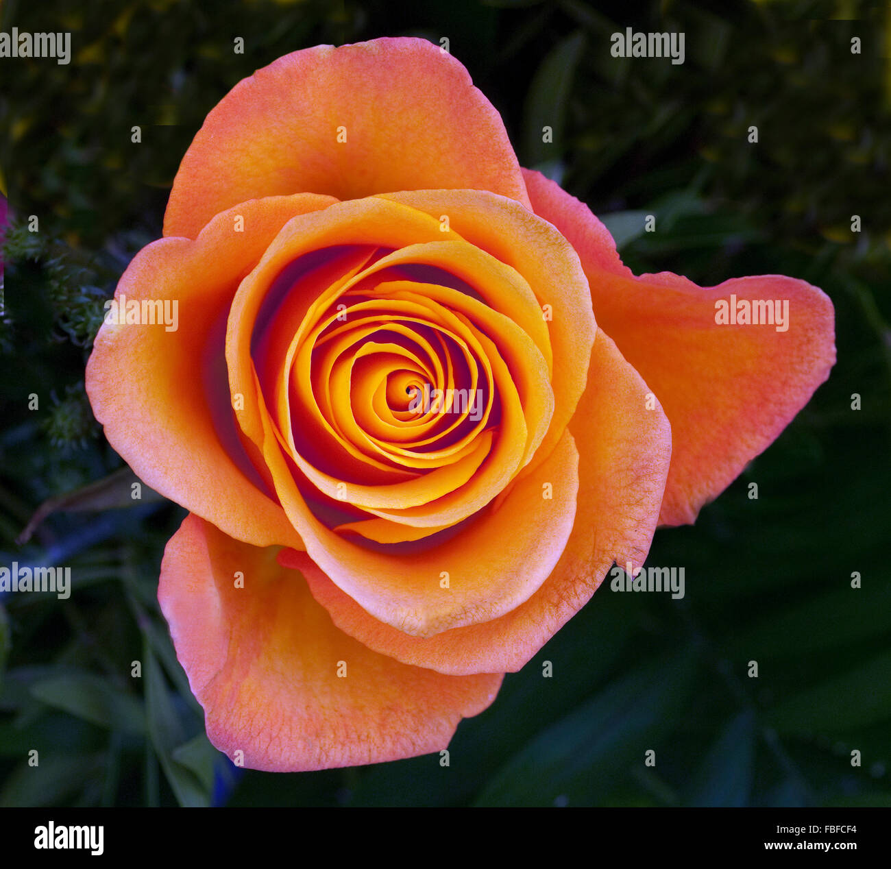 Edelrose hi-res stock photography and images - Alamy