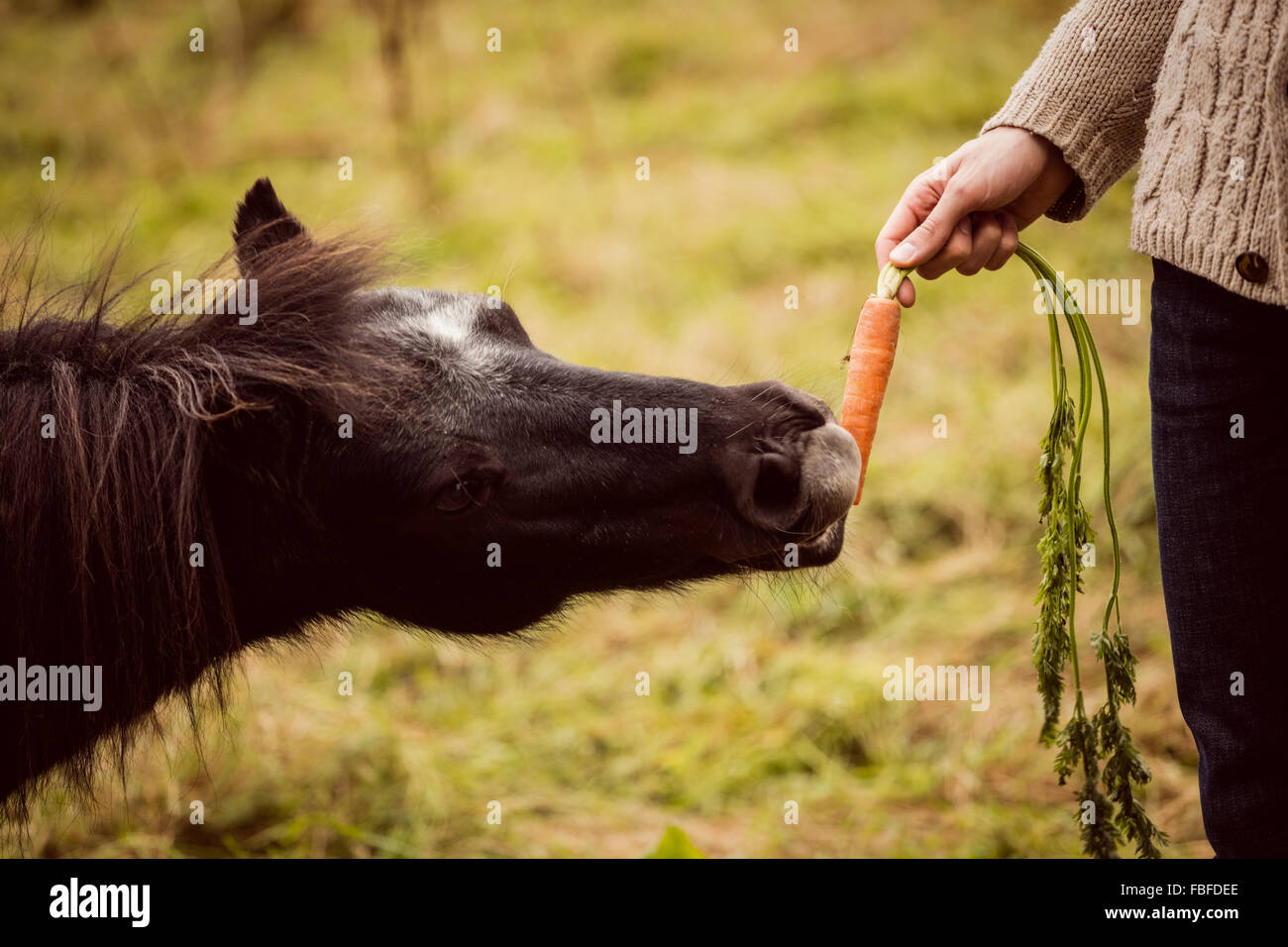 Donkey Carrot Stock Photos & Donkey Carrot Stock Images Alamy