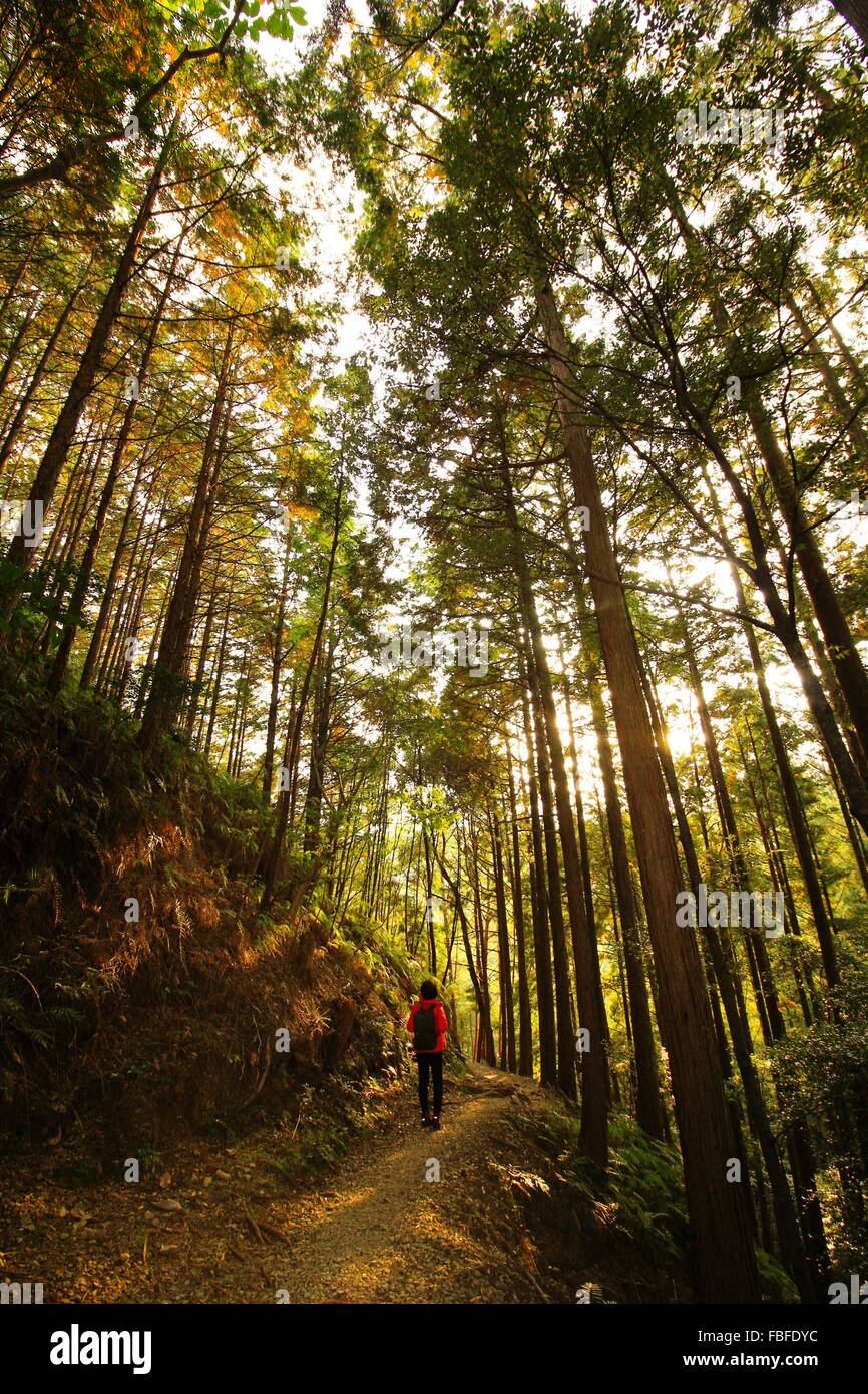 Person in the forest hi-res stock photography and images - Alamy