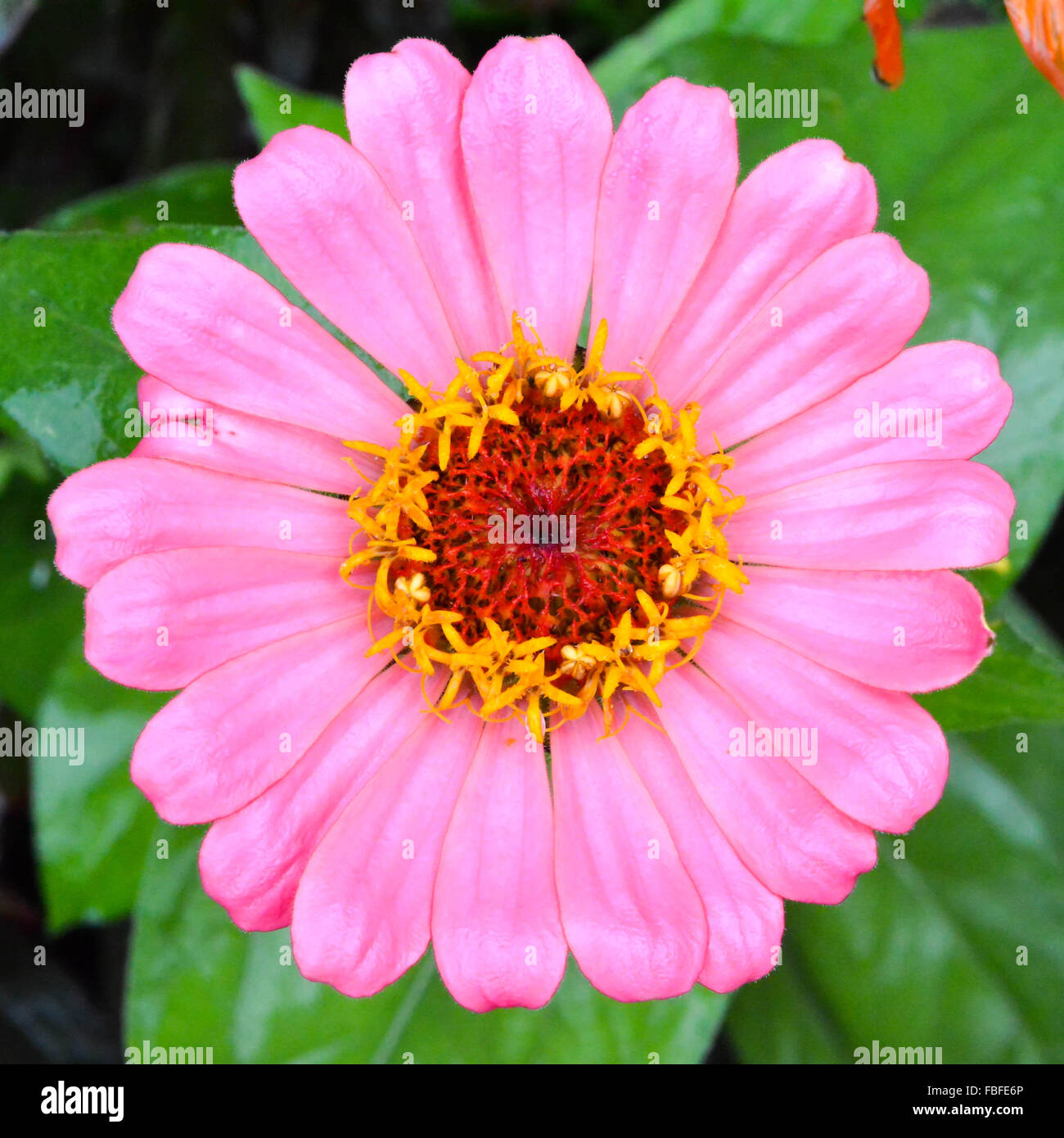 A square format, macro photograph of a bright pink daisy Stock Photo