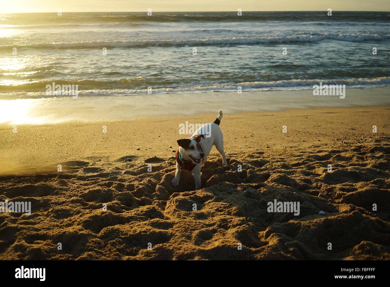 Animal digging hires stock photography and images Alamy