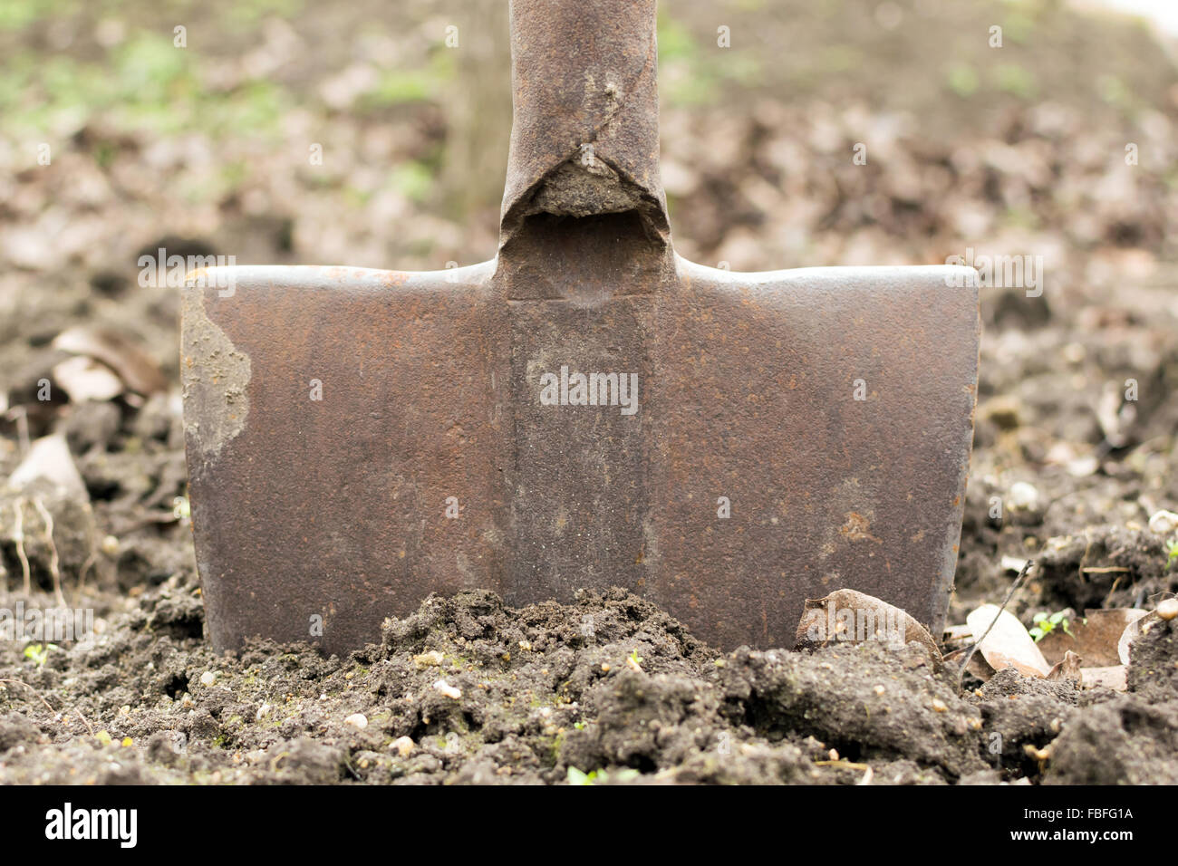 Spade in the ground (seasonal garden work concept Stock Photo Alamy
