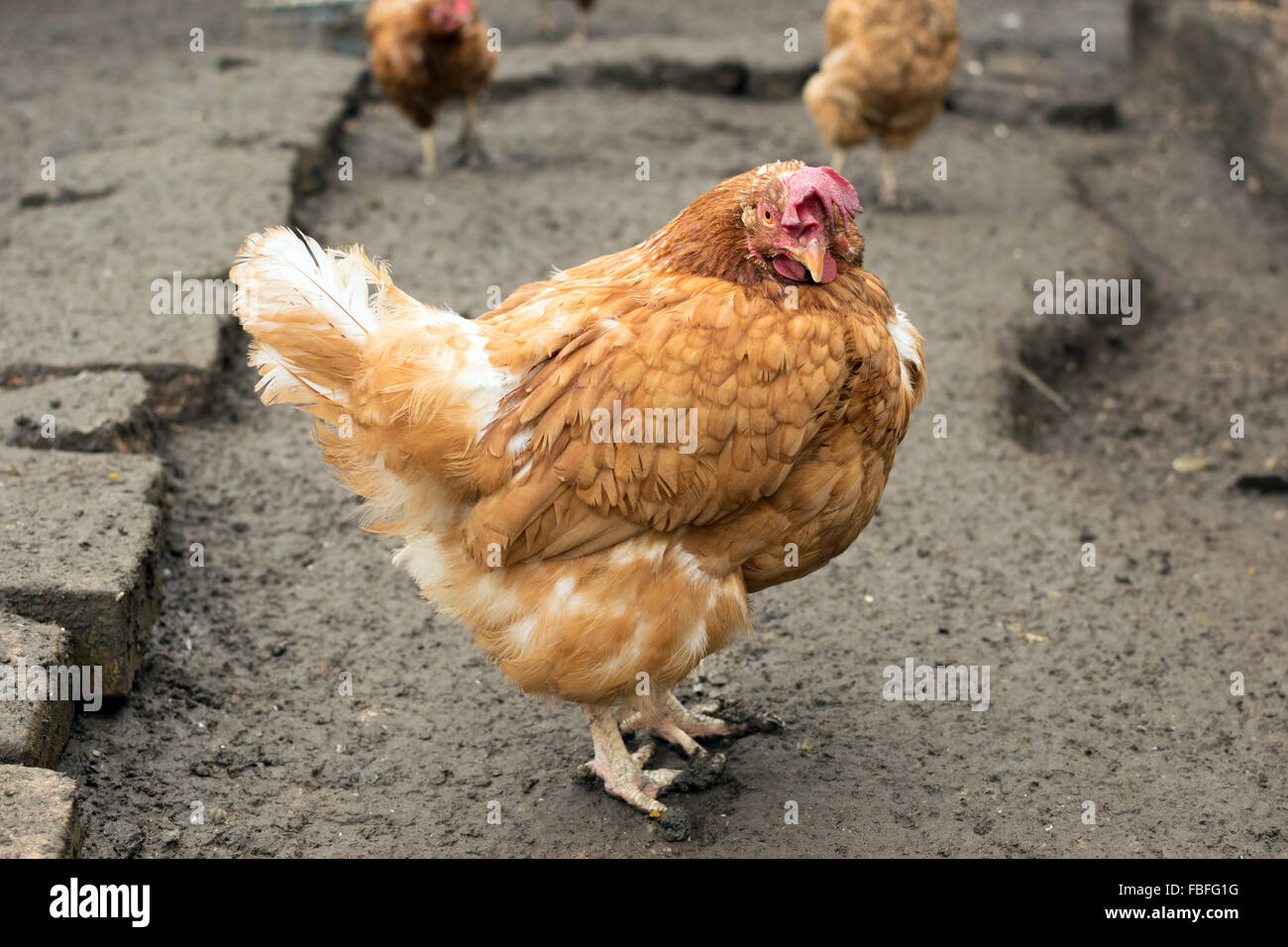 Hen in the hen yard Stock Photo