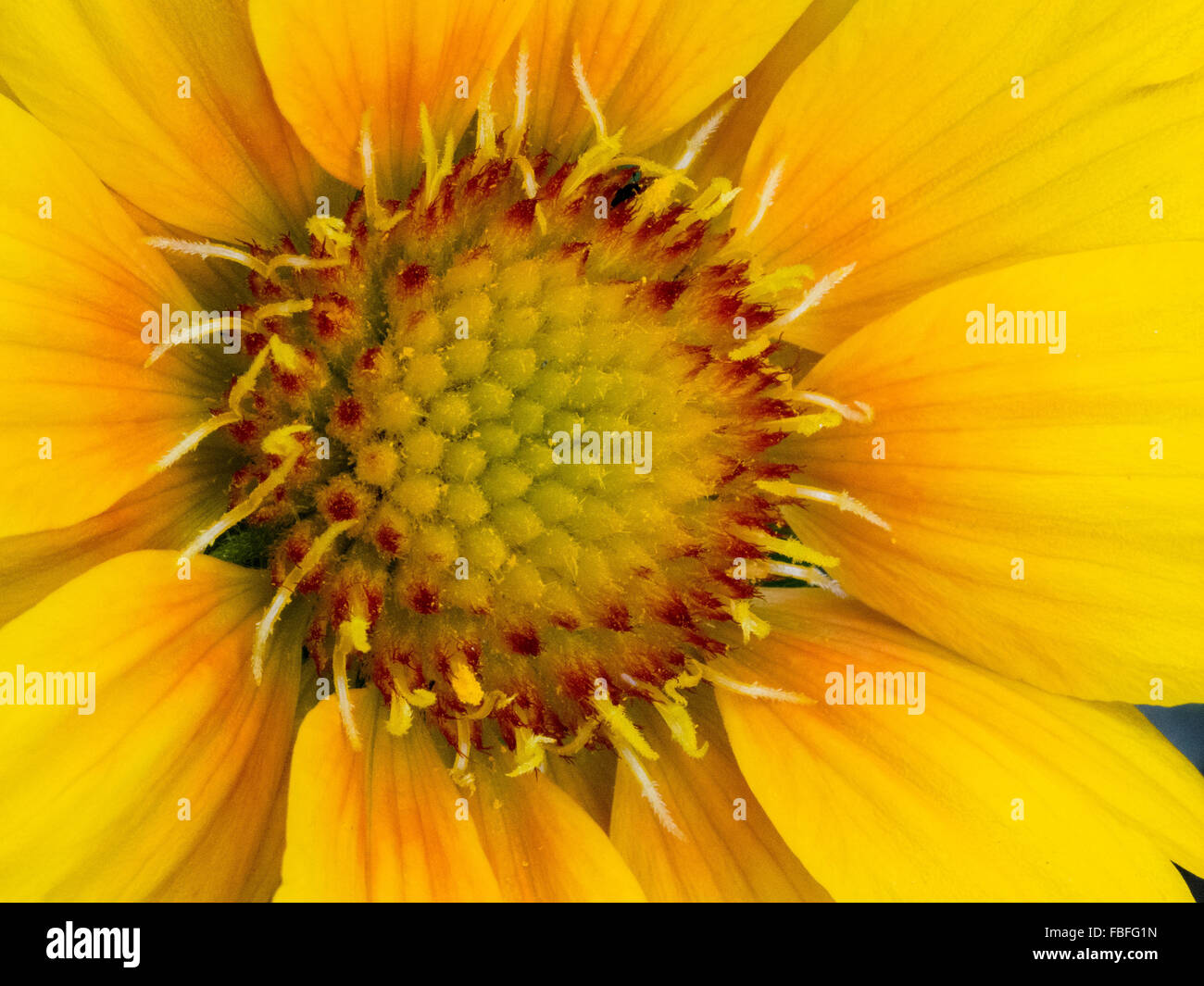 Yellow daisy flower Stock Photo - Alamy