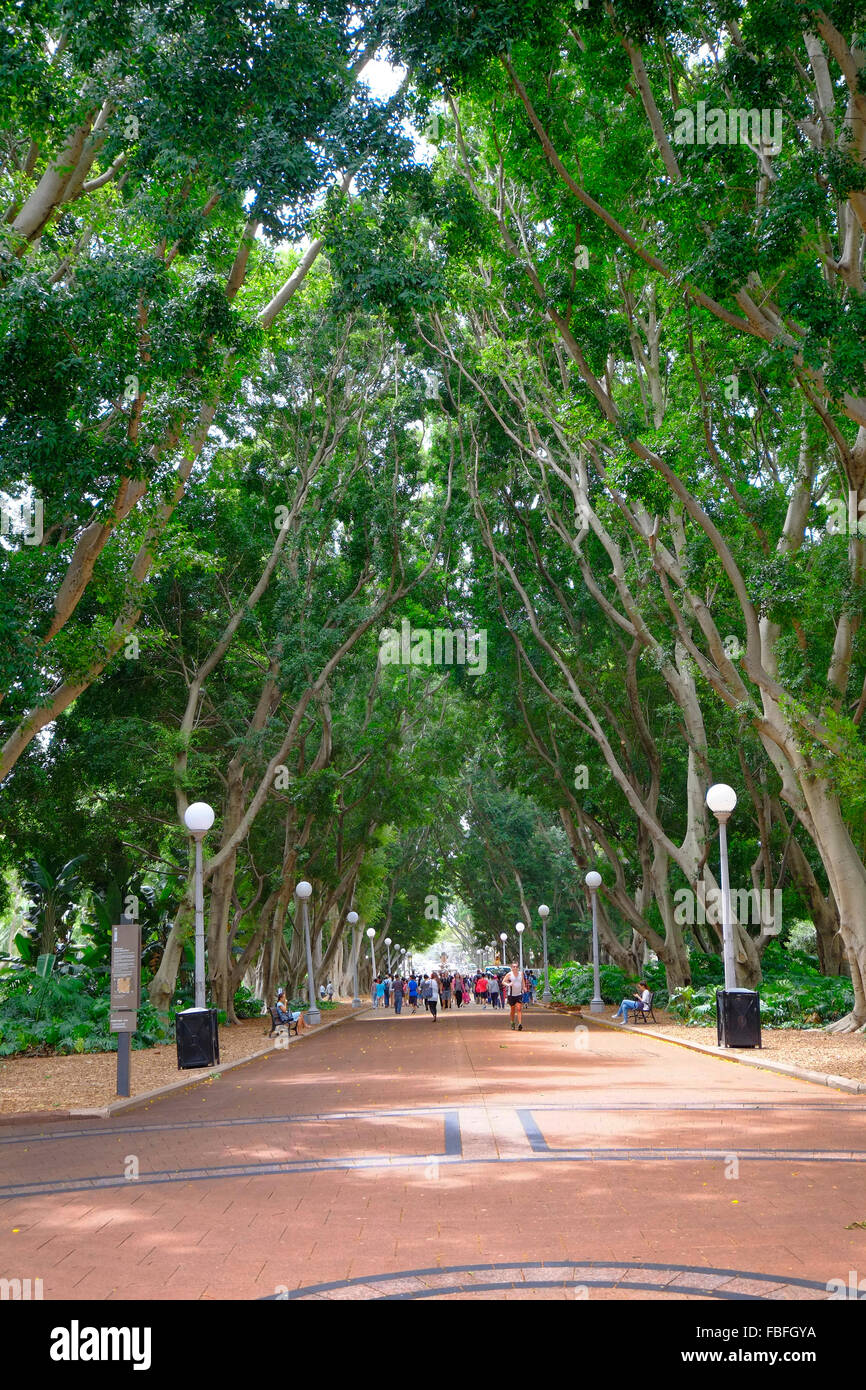 Hyde Park Central Sydney Australia New South Wales AU Stock Photo Alamy