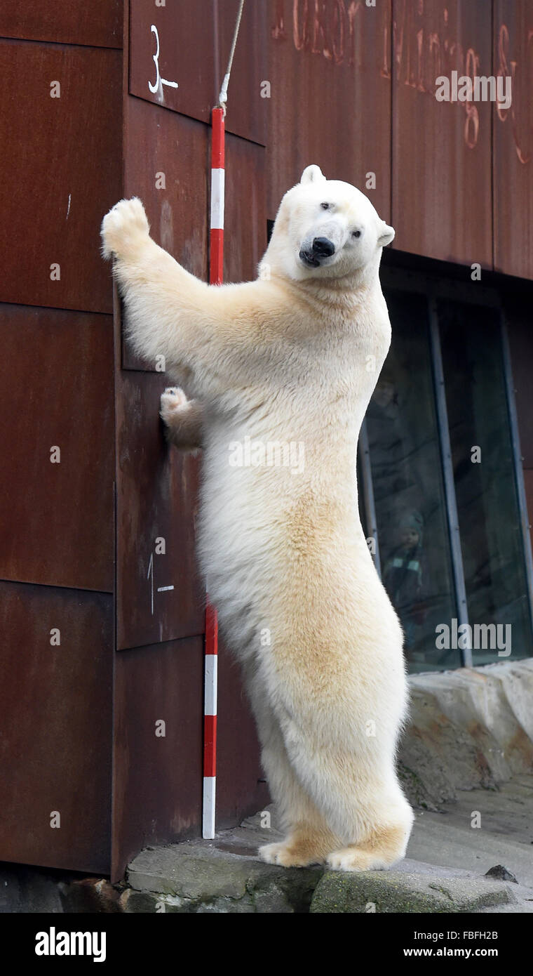 Hanover, Germany. 13th Jan, 2016. Seven-year-old polar bear Nanuq stretches himself out at a measuring stick, showing off his height of 2.99 meters at the adventure zoo in Hanover, Germany, 13 January 2016. 2,061 animals of 198 species live in the Hanover Zoo, according to this year's inventory. Photo: HOLGER HOLLEMANN/dpa/Alamy Live News Stock Photo