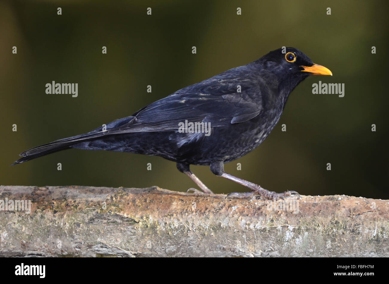 blackbird turdus merula Stock Photo - Alamy