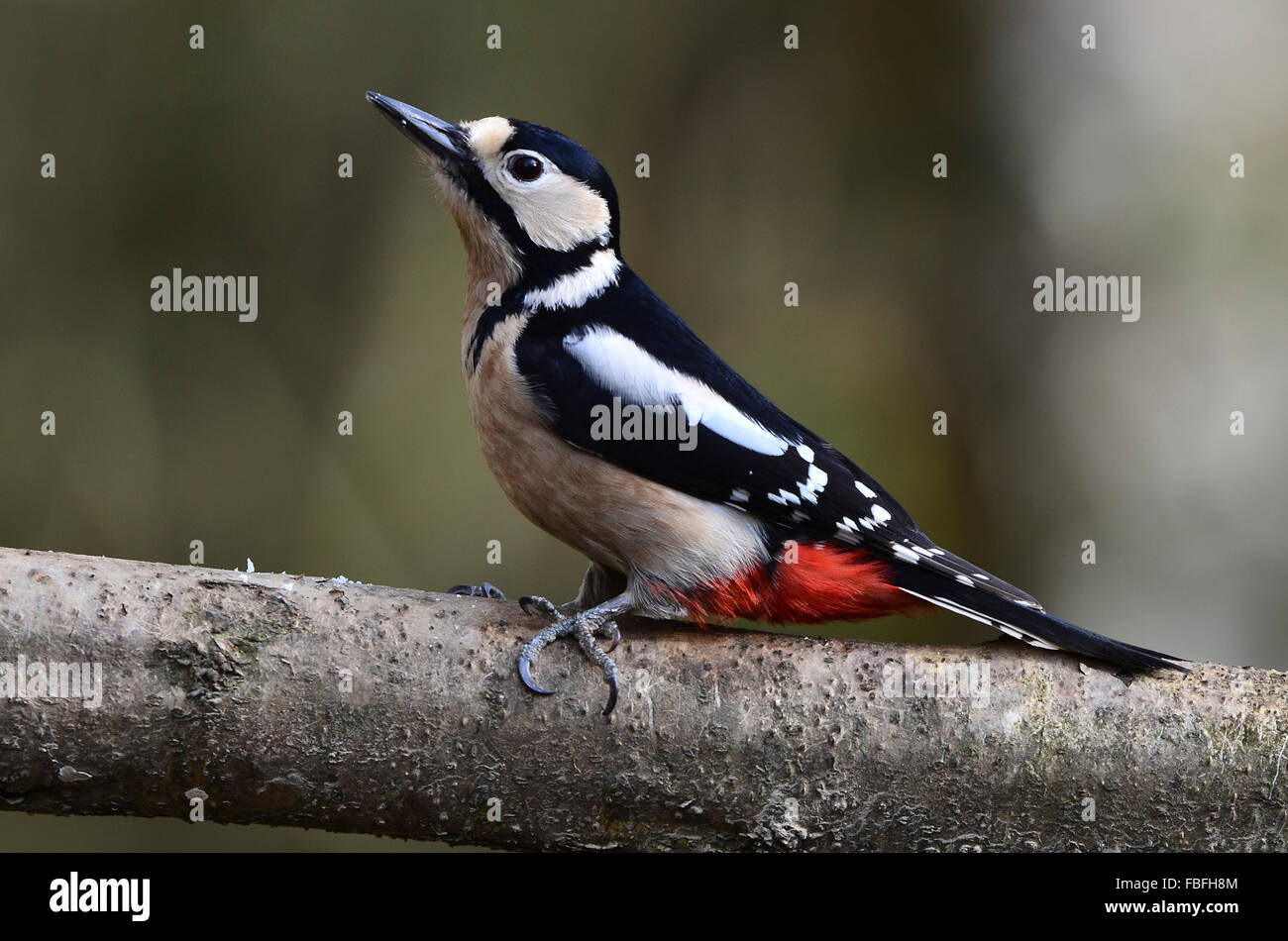 great spotted woodpecker Stock Photo