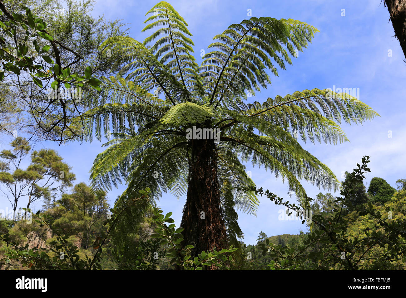 Tree fern at Karangahake Gorge tourist attraction at Karangahake, Waikato, New Zealand. Stock Photo