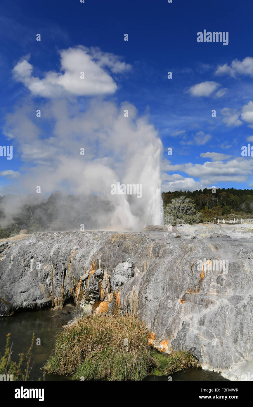 Pōhutu Geyser Exploding Pohutu Geyser erupting at Rotorua, Bay of Plenty, New Zealand Stock ...