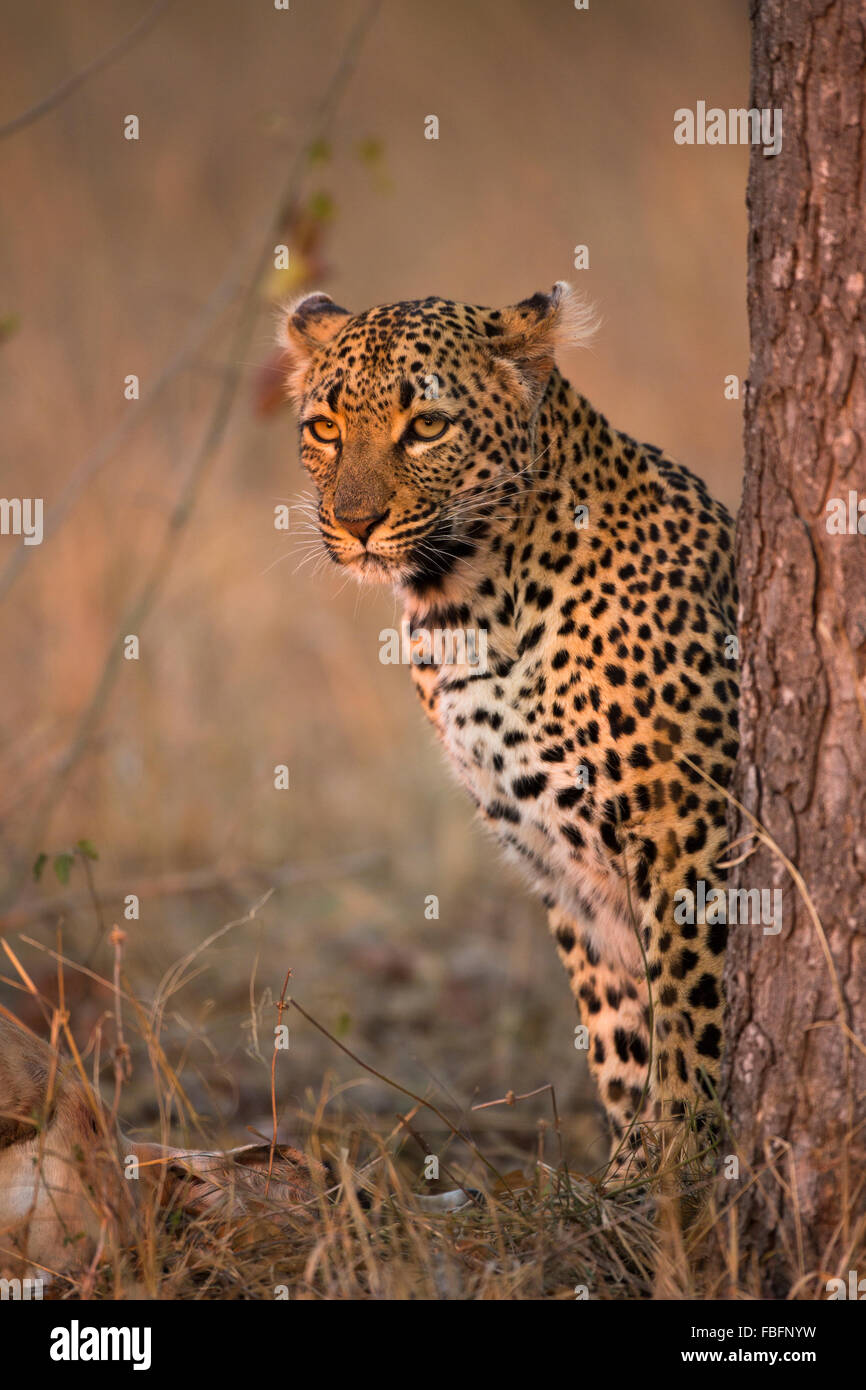Portrait of a female leopard sitting at the base of a marula tree Stock Photo
