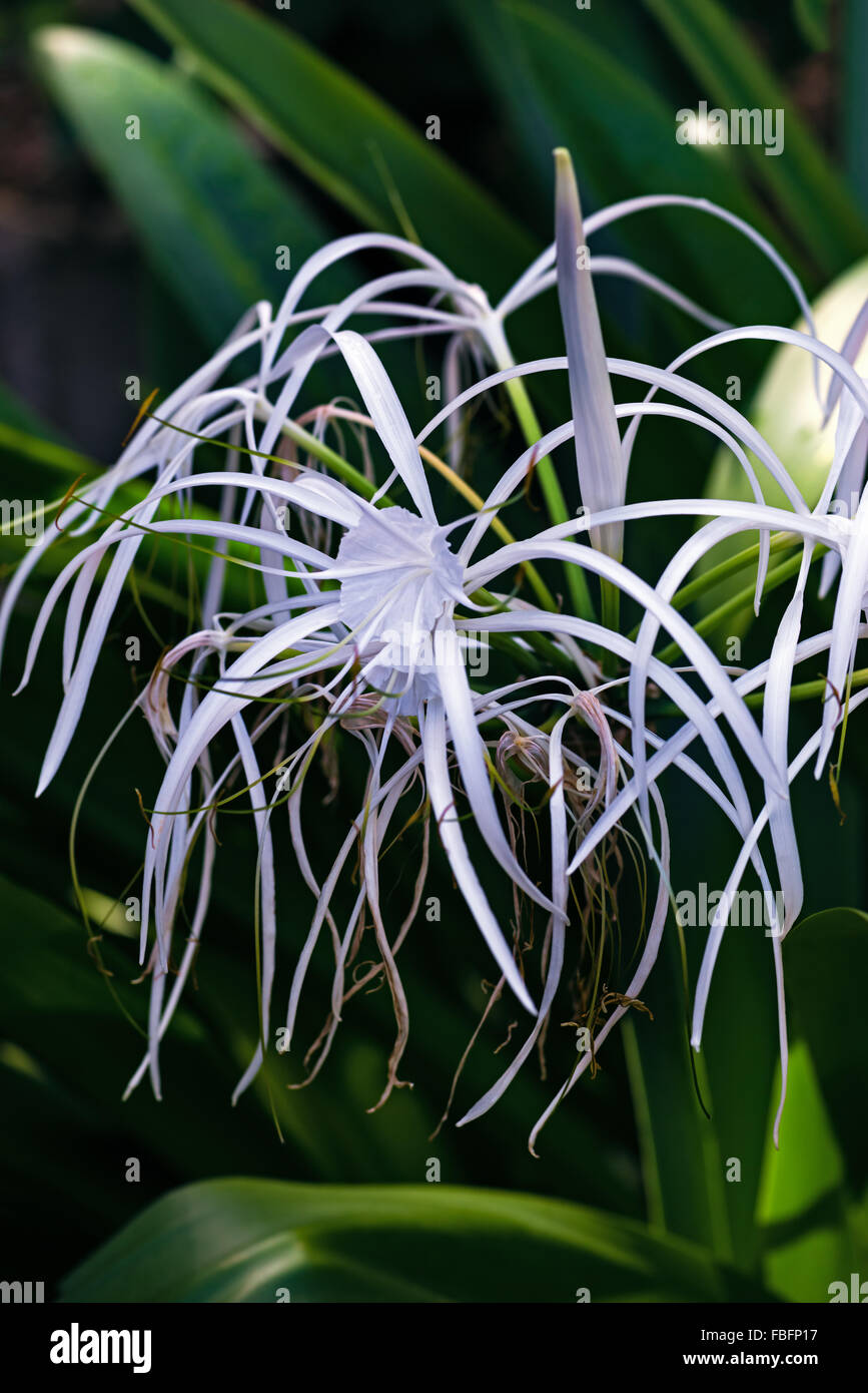 Spider lily white tropical flower in Tobago Caribbean ornamental variegated hymenocallis Caribaea Stock Photo