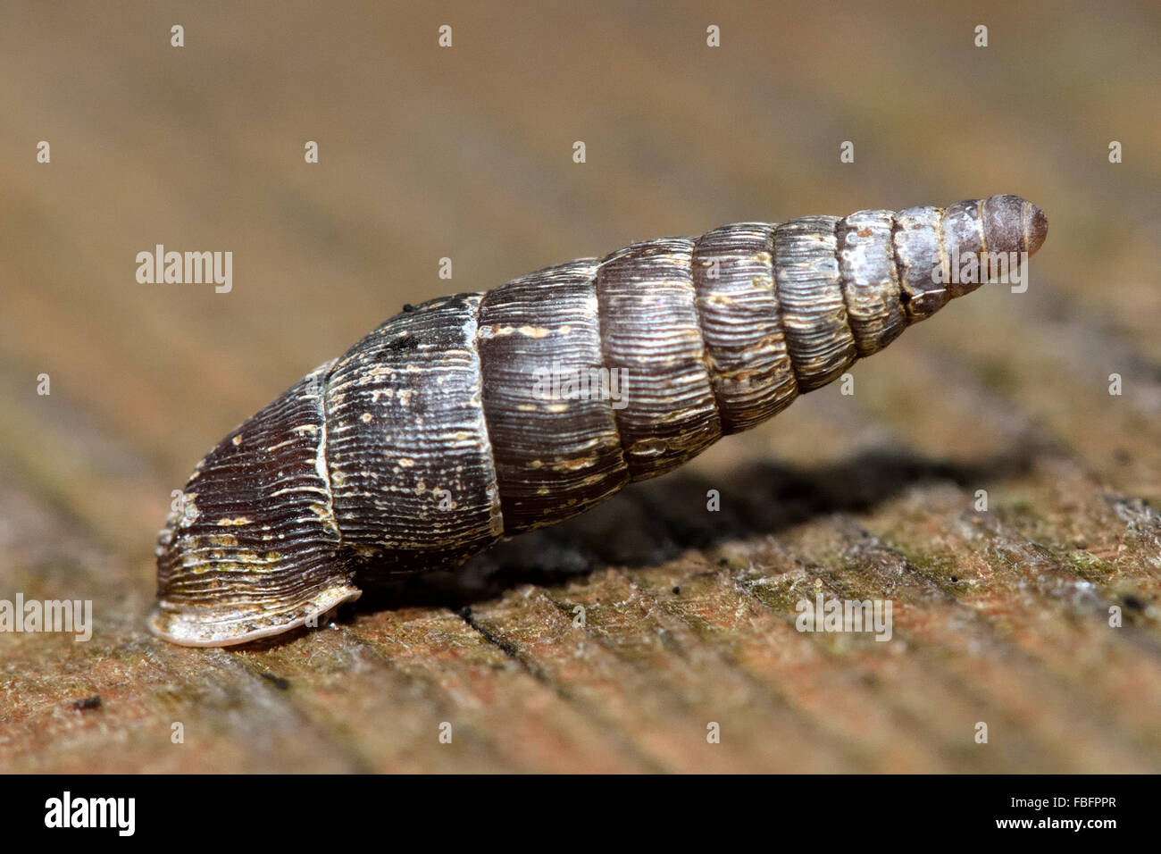 Two toothed door snail (Clausilia bidentata). A snail in the family Clausiliidae showing texture on shell Stock Photo