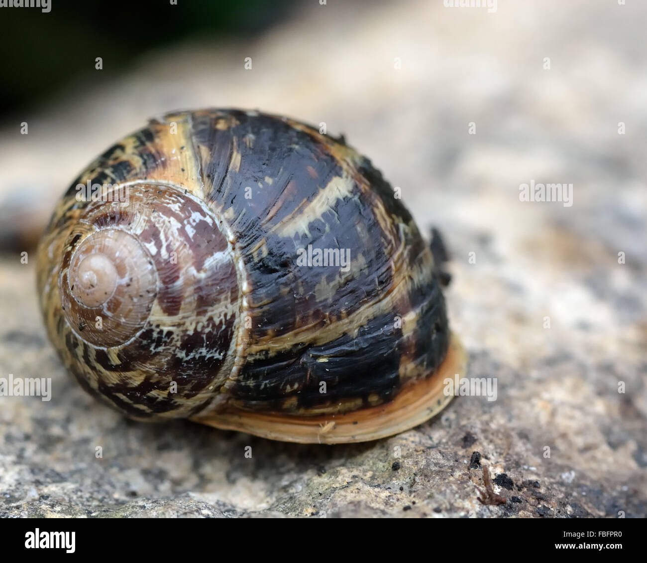 Garden snail (Cornu aspersum). A snail in the family Helicidae showing surface of shell peeling Stock Photo