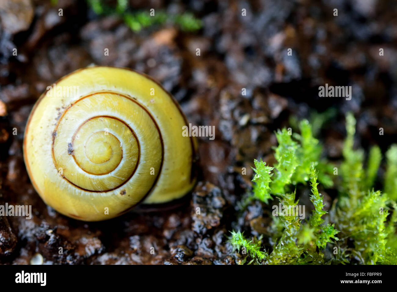 Brown-lipped snail (Cepaea nemoralis). A snail in the family Helicidae amongst dead wood and moss Stock Photo