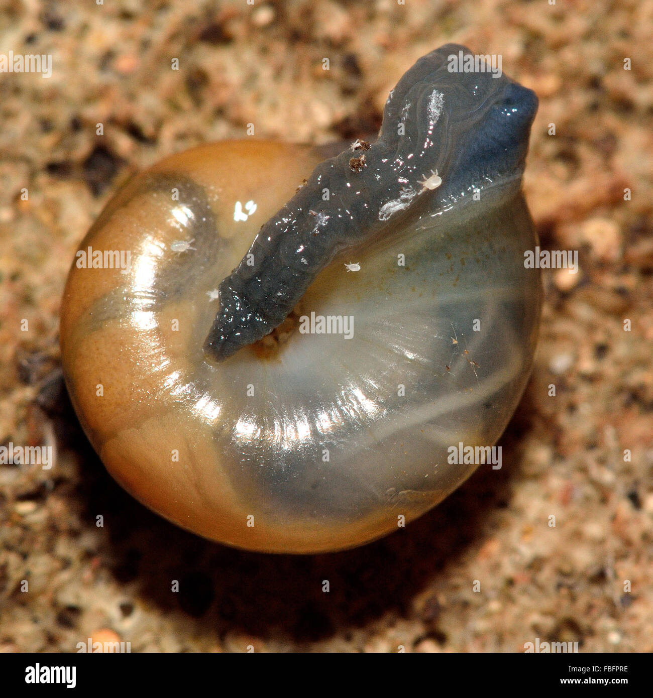 Slug mites (Riccardoella limacum) on garlic snail (Oxychilus alliarius). Tiny parasitic mites are visible on this woodland snail Stock Photo