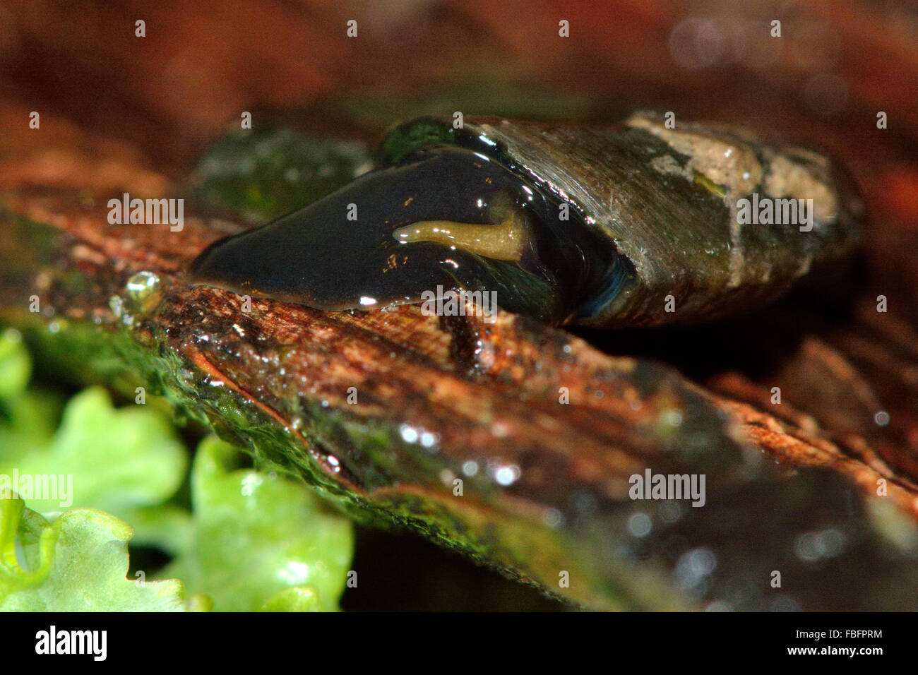 Keeled ramshorn (Planorbis carinatus). An aquatic snail in the family Planorbidae Stock Photo