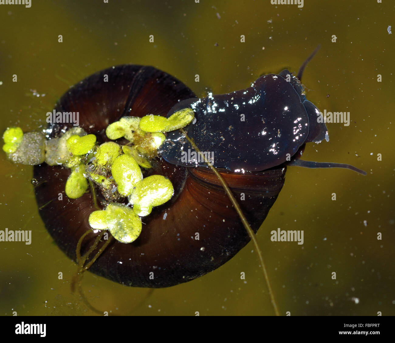 Great ramshorn snail (Planorbarius corneus). An aquatic snail in the family Planorbidae, seen under the surface of a pond Stock Photo