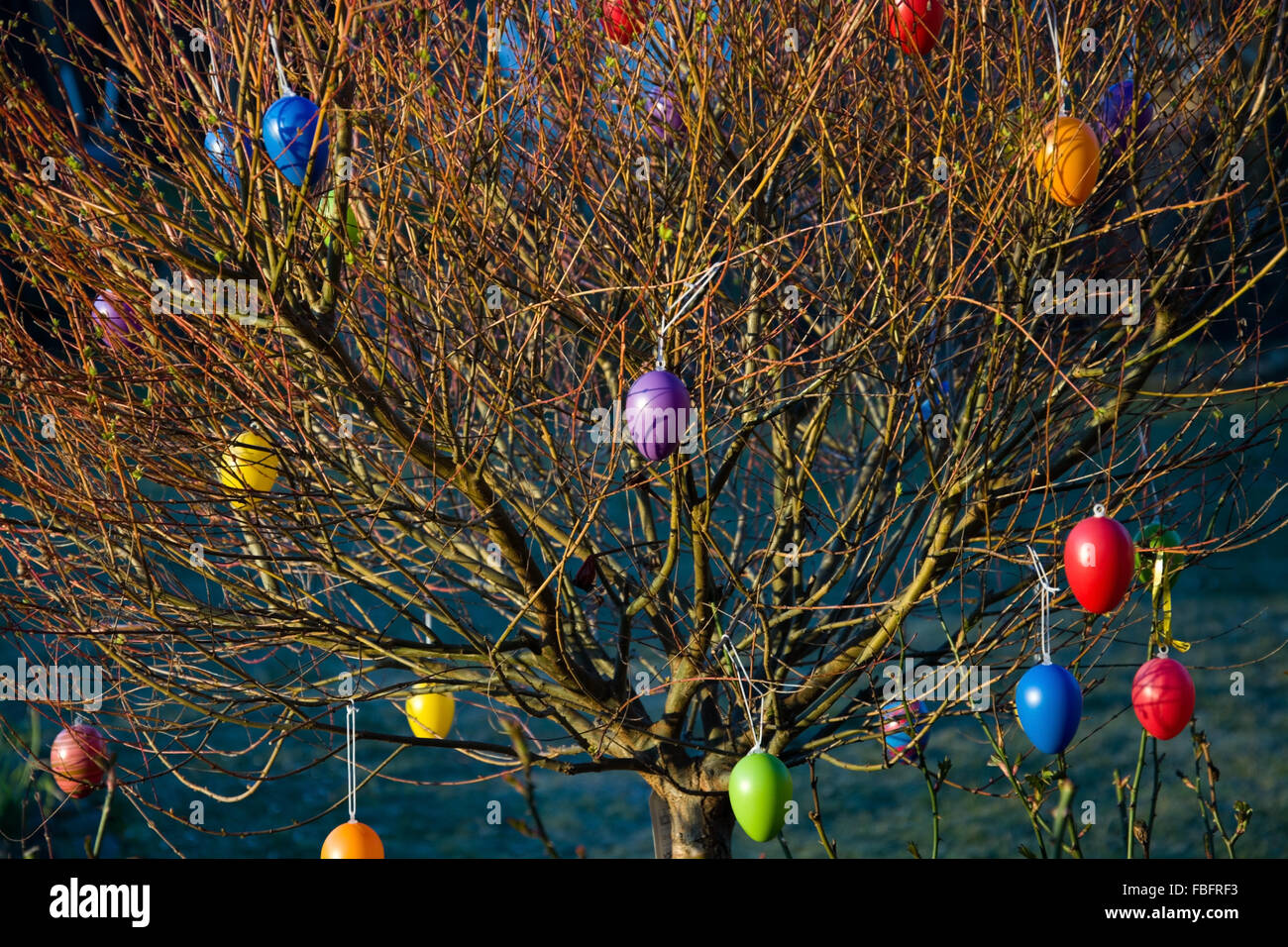 Eggs hanging at a brush as a symbol of Easter Feast. Stock Photo