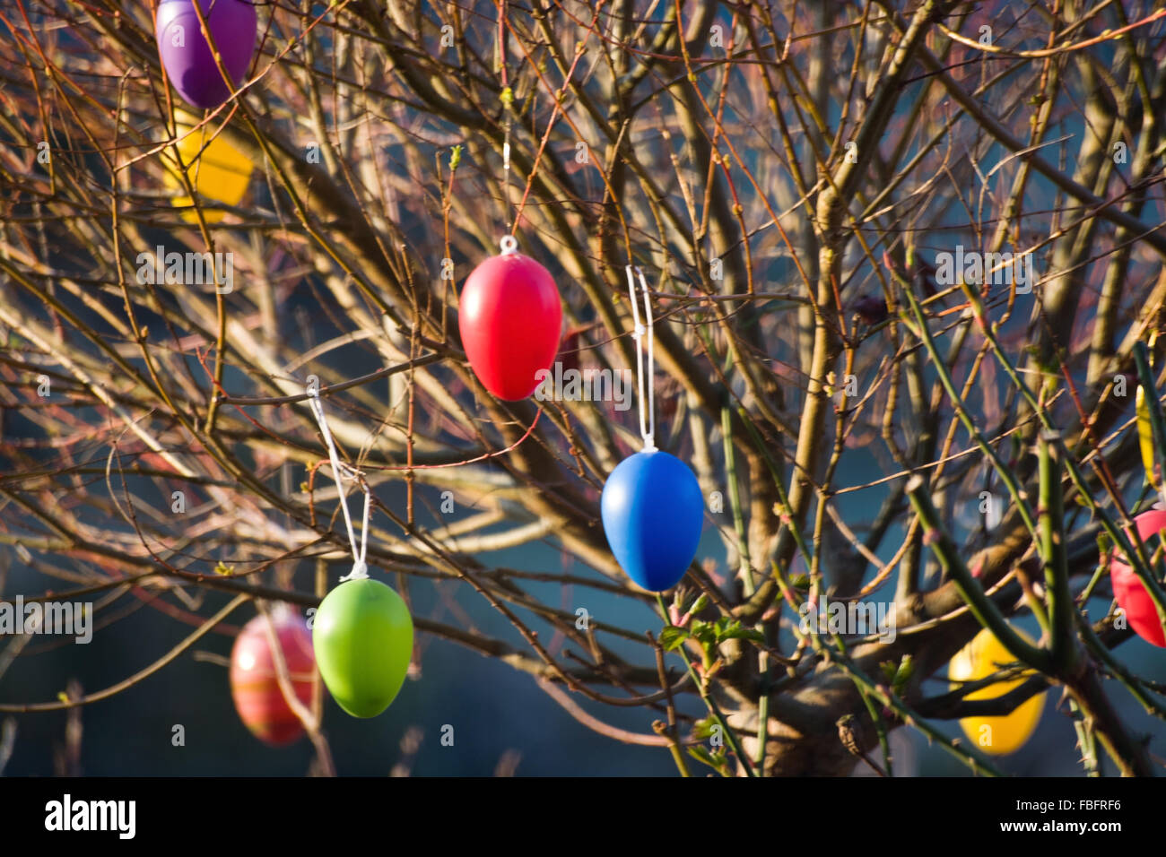 Eggs hanging at a brush as a symbol of Easter Feast. Stock Photo