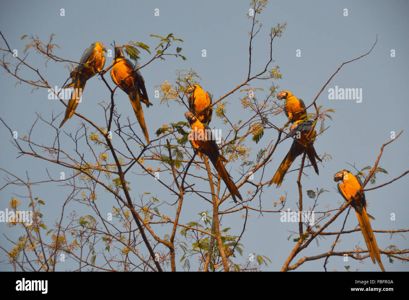 Macaws on a tree, brazilian fauna, birds from the cerrado, chapada dos veadeiros Stock Photo
