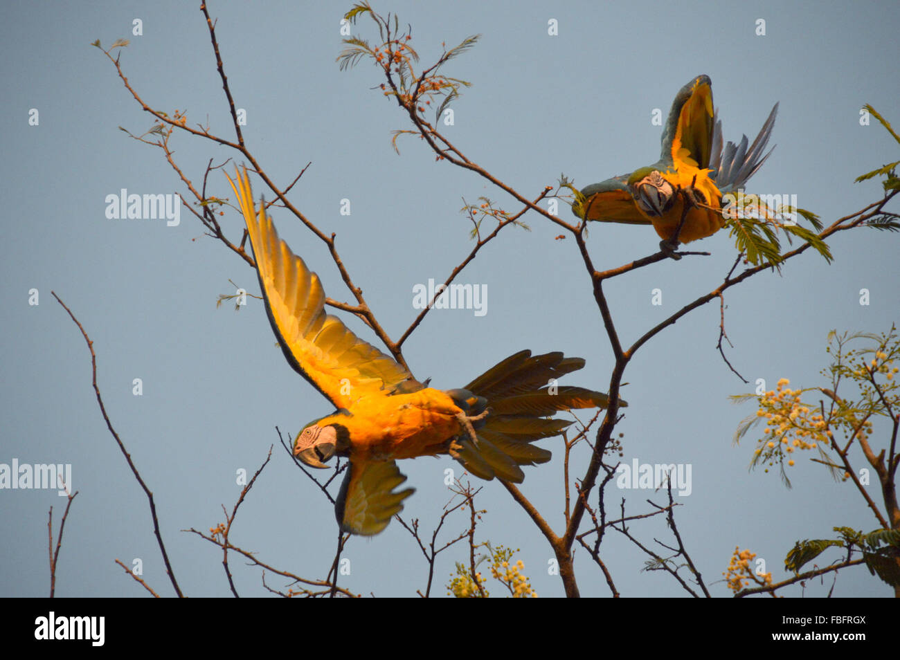 Birds, macaw flying, fauna, cerrado, chapada dos veadeiros,Brazil Stock Photo