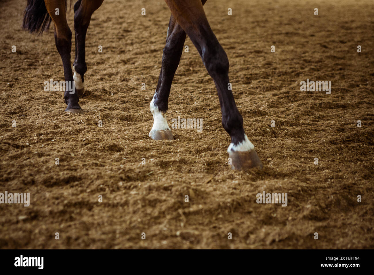 Cropped view of horse walking Stock Photo