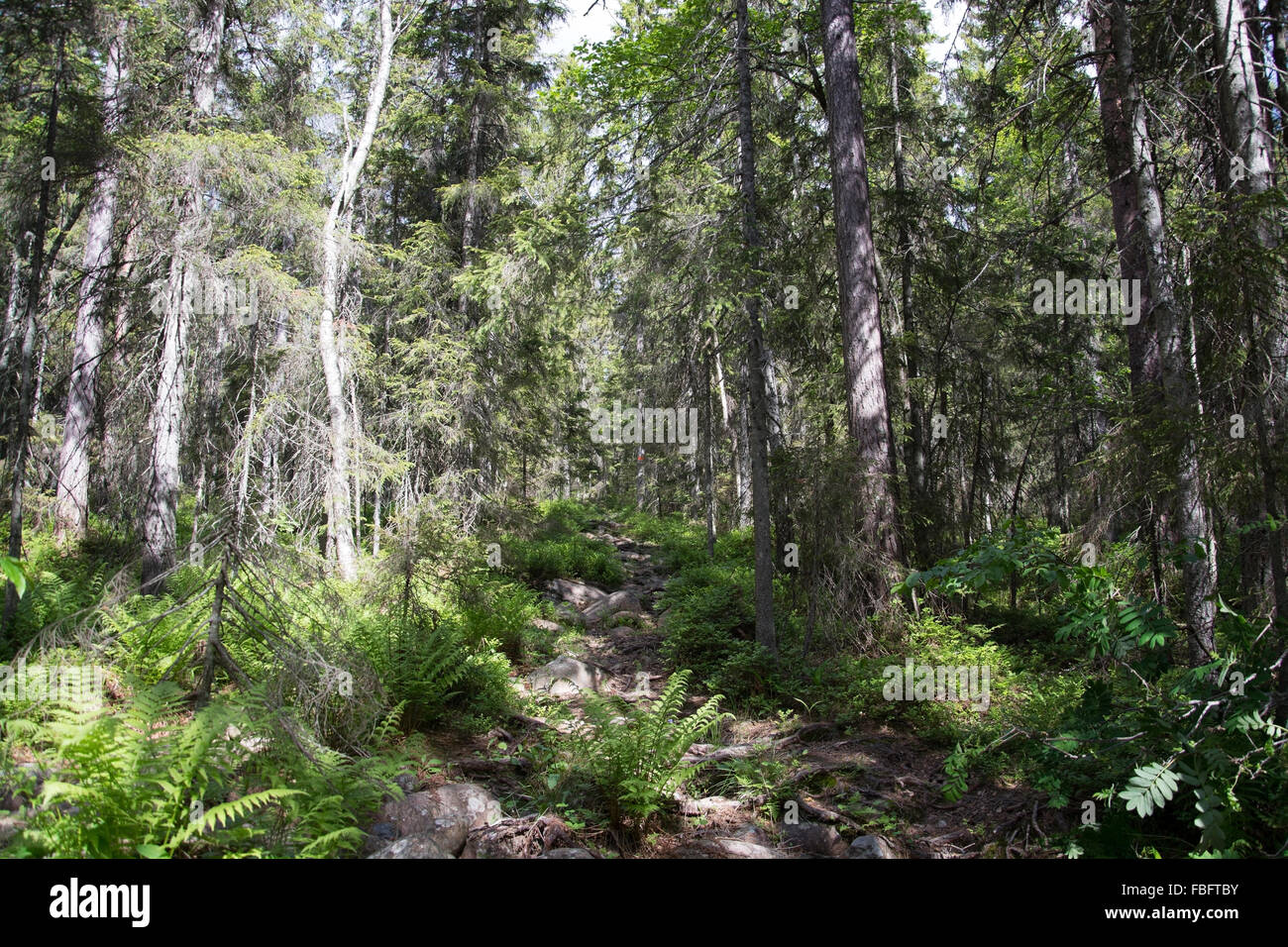 Skuleskogen National Park is a Swedish national park in Vaesternorrland County, on the coast of the Baltic Sea, in northern Swed Stock Photo