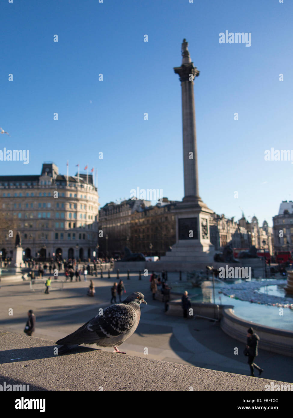 A pigeon in front of Nelson's Column in Trafalgar Square Stock Photo