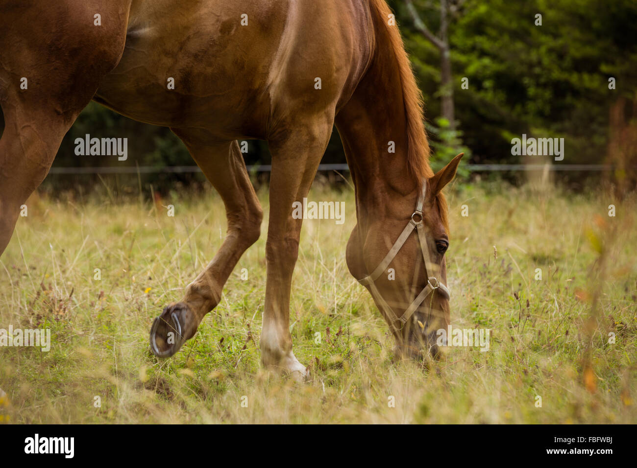 Side view of thorough bred horse Stock Photo