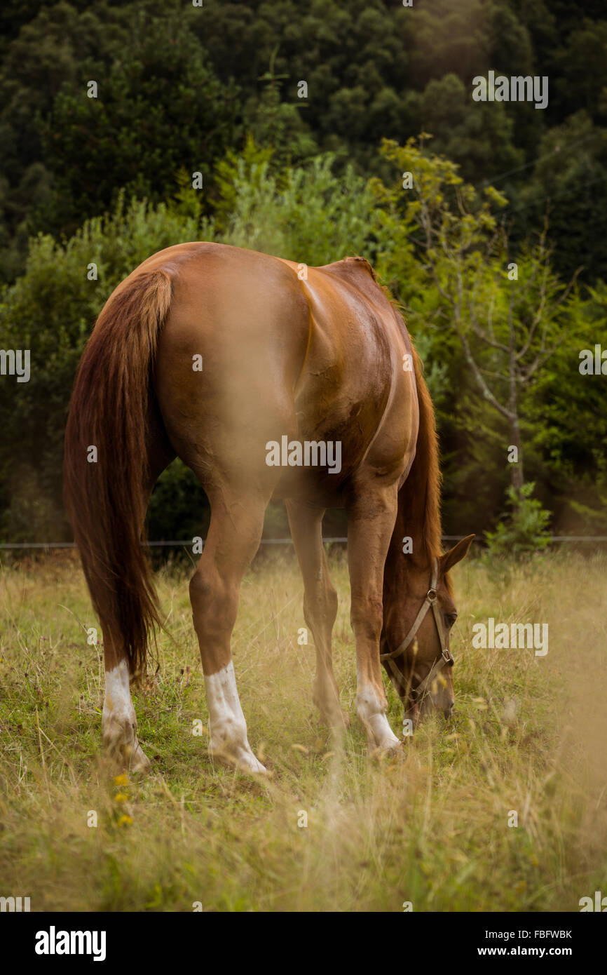 Rear view of thorough bred horse Stock Photo
