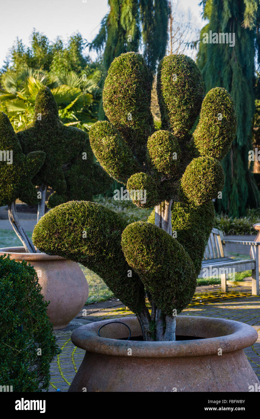 Hand shaped topiary sculpture at the Oregon Garden, Silverton, Oregon