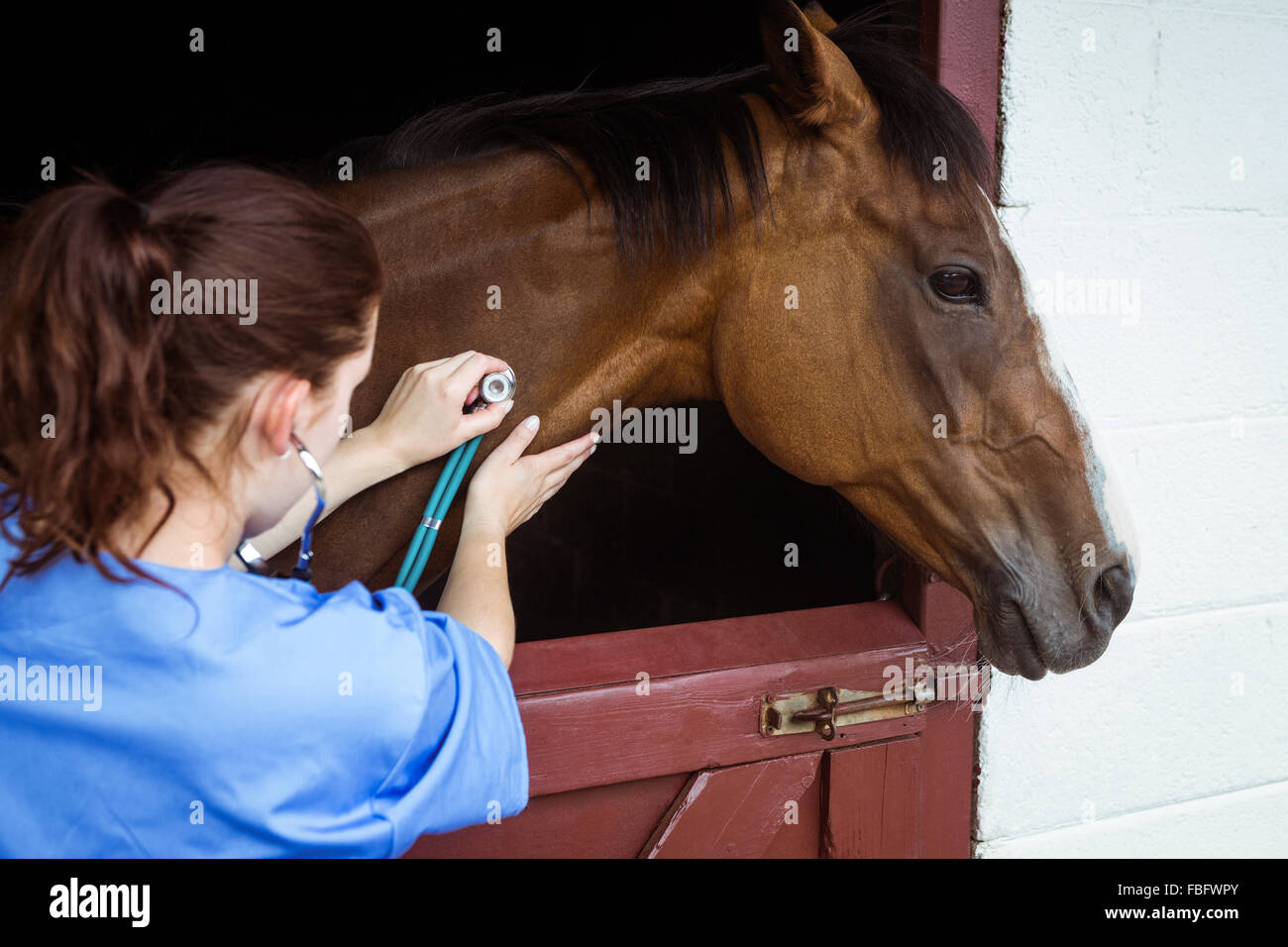 Vet horse hi-res stock photography and images - Alamy
