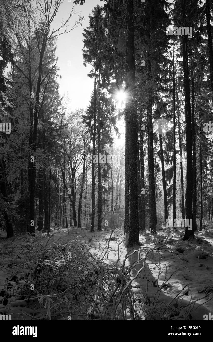 Forest with snow, photo in black and white Stock Photo - Alamy