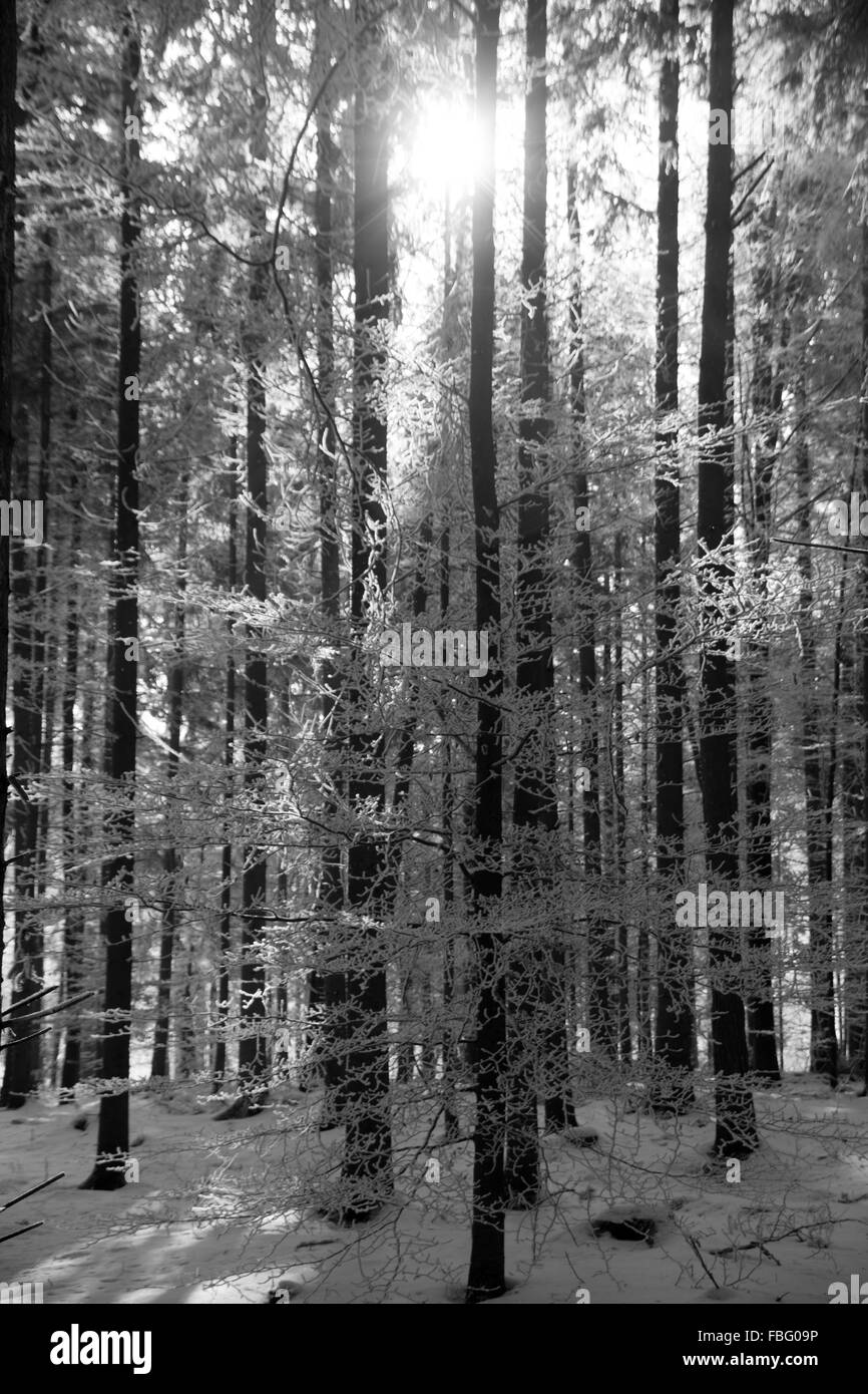 Forest with snow, photo in black and white Stock Photo - Alamy