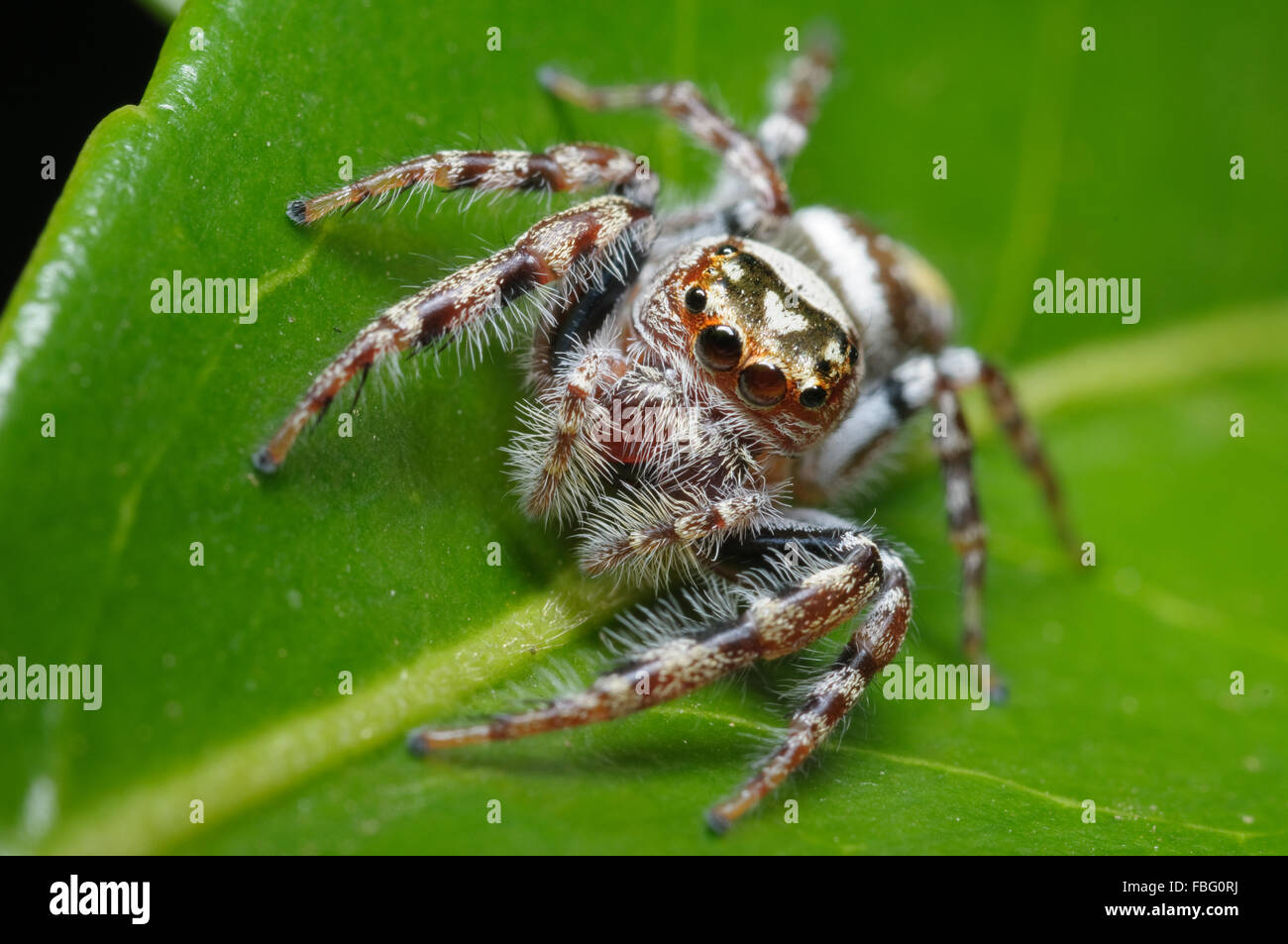 Garden jumping spider, Opisthoncus sp., at Glenbrook, New South Wales, Australia. Stock Photo