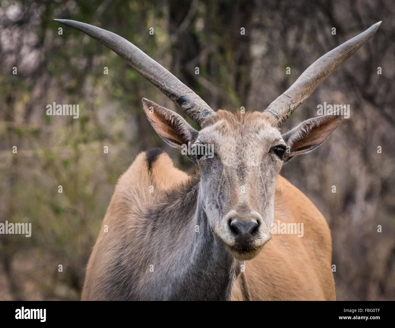 Elandslaagte hires stock photography and images Alamy