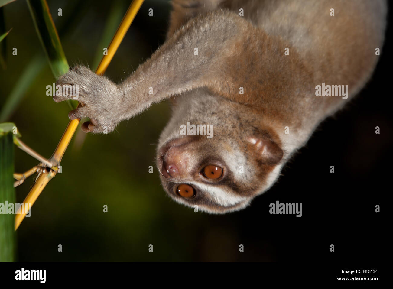 Wild javan slow loris (Nycticebus javanicus) climbing down bamboo tree ...