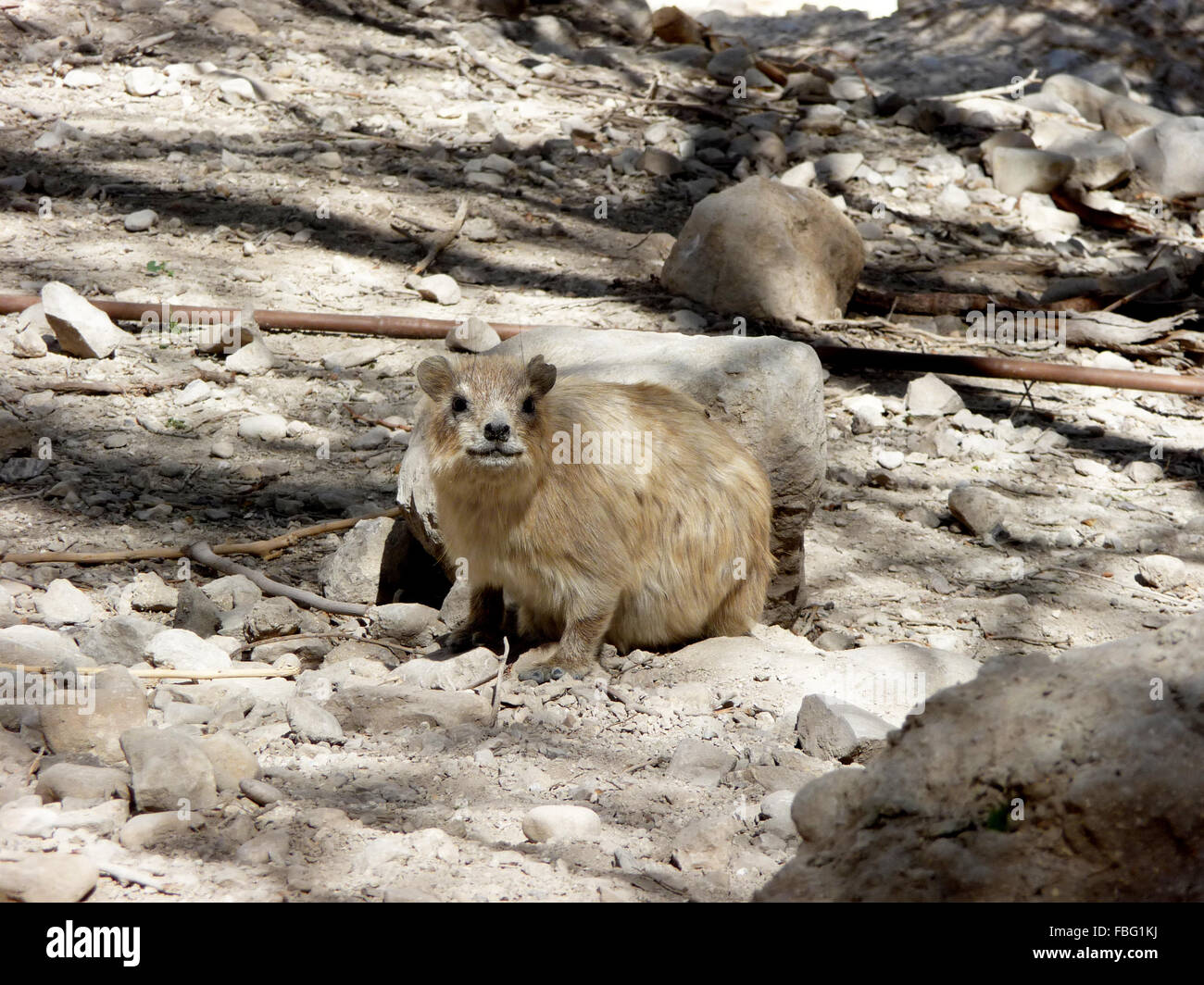 Rock badger hires stock photography and images Alamy