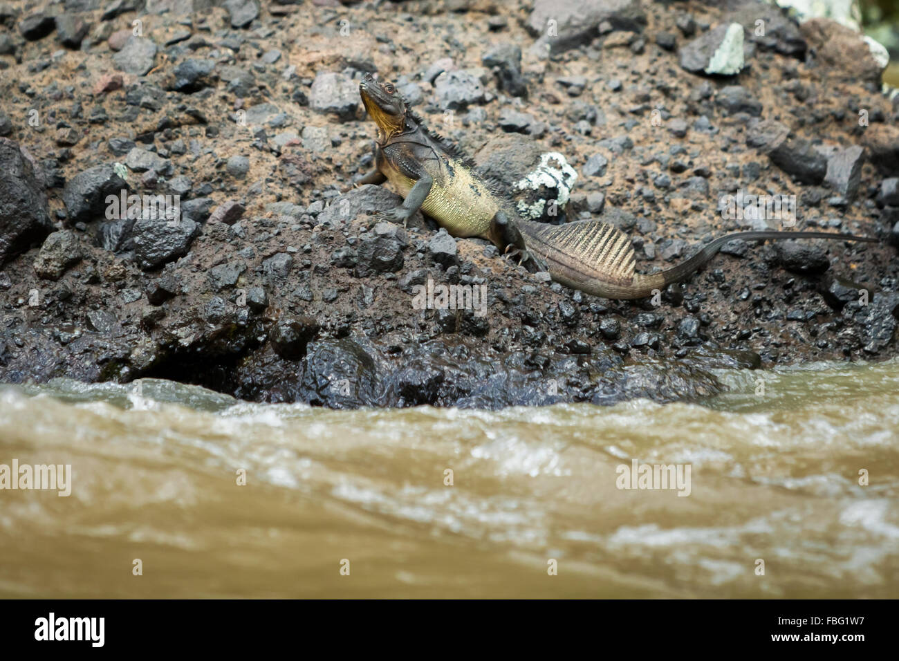 A giant sailfin dragon (probably Hydrosaurus microlophus) lizard is seen on the side of Maiting river in Tana Toraja, South Sulawesi, Indonesia. Stock Photo