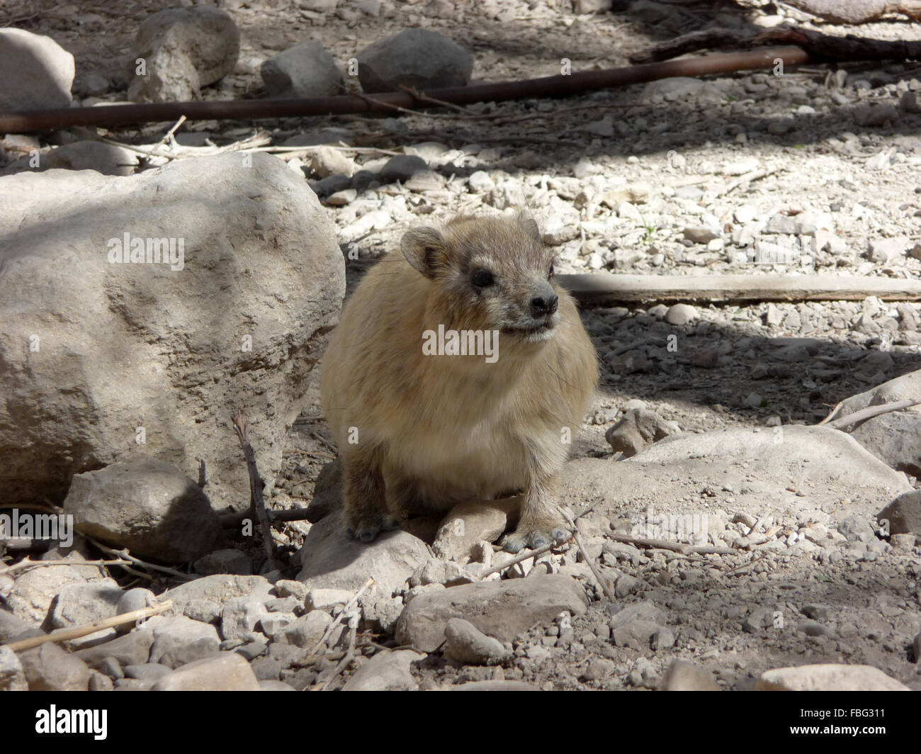 Ein gedi hyraxes hires stock photography and images Alamy