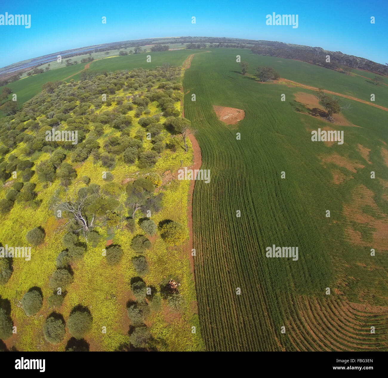 Aerial view of small remnant woodland with yellow everlastings surrounded by green wheat fields, near Moora, Wheatbelt Stock Photo