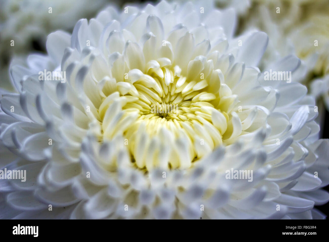 Yellow and white chrysanthemum hi-res stock photography and images - Alamy