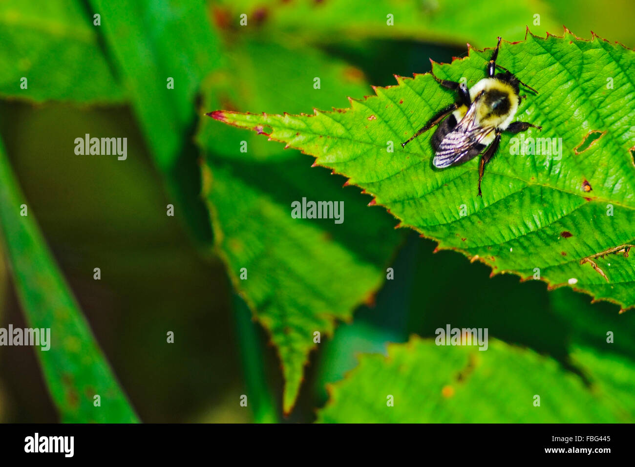 A black and yellow bee rests on a green leaf. Stock Photo