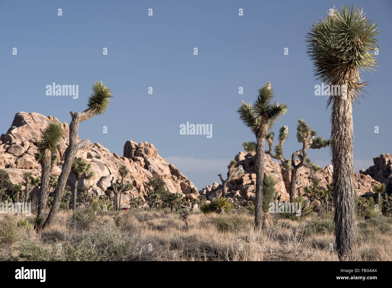 Joshua Tree National Park is located in southeastern California, USA. Stock Photo