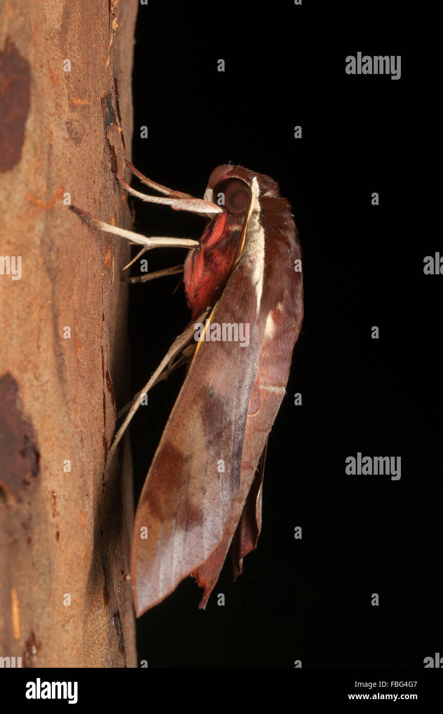 White-brow hawk moth, Gnathothlibus eras, at Glenbrook, New South Wales, Australia. Stock Photo